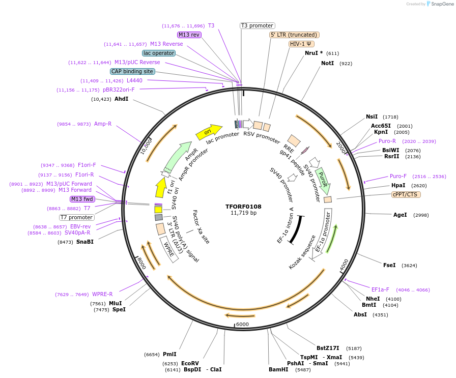 143011-plasmid-map-sequence-id-399071