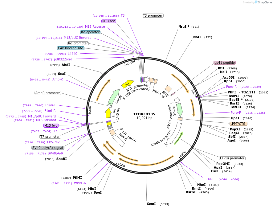 143014-plasmid-map-sequence-id-399072