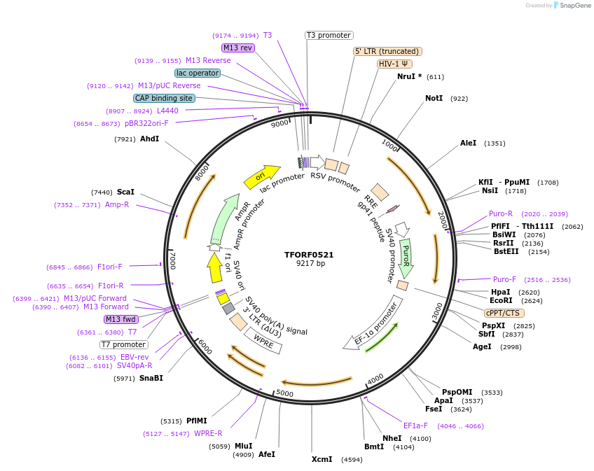141631-plasmid-map-sequence-id-399074