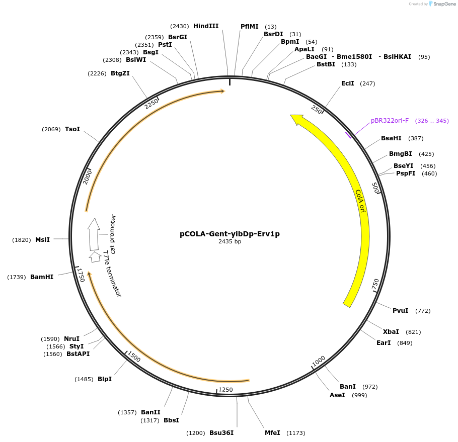 202483-plasmid-map-sequence-id-399078