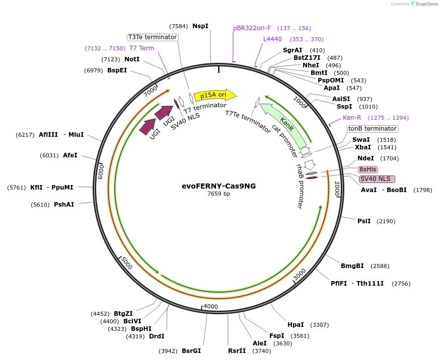203329-plasmid-map-sequence-id-399083