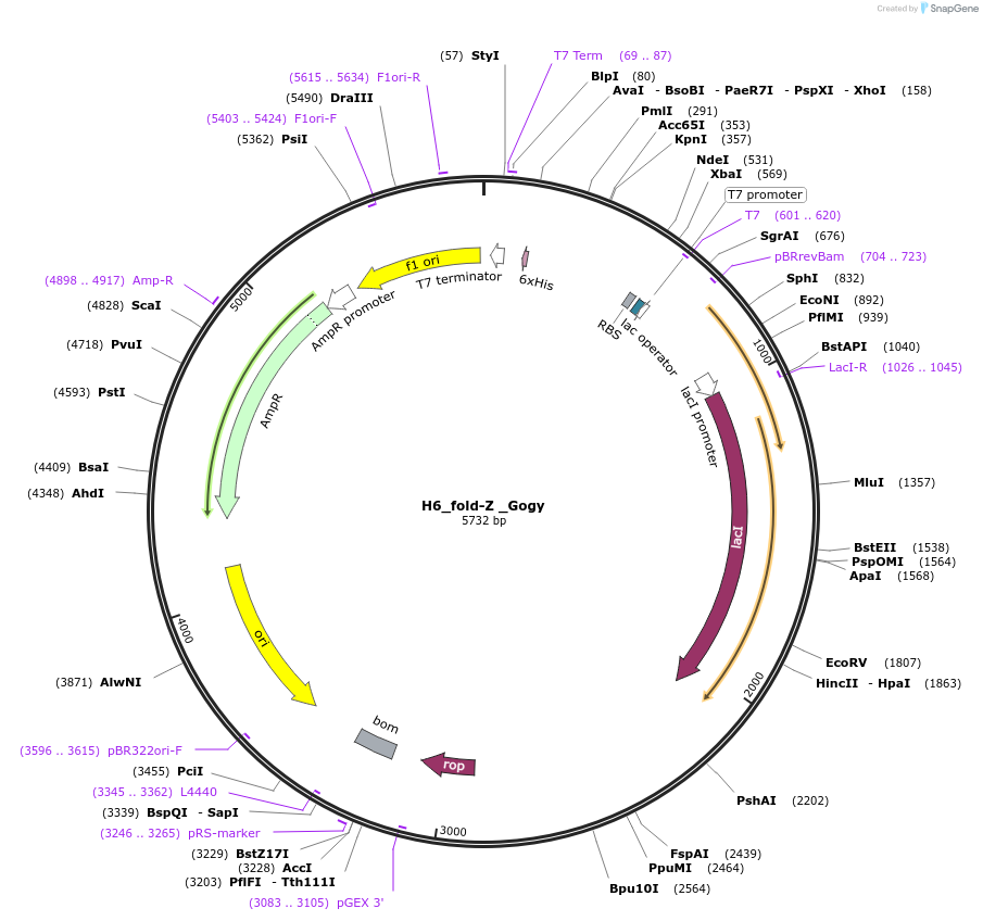 201828-plasmid-map-sequence-id-399098