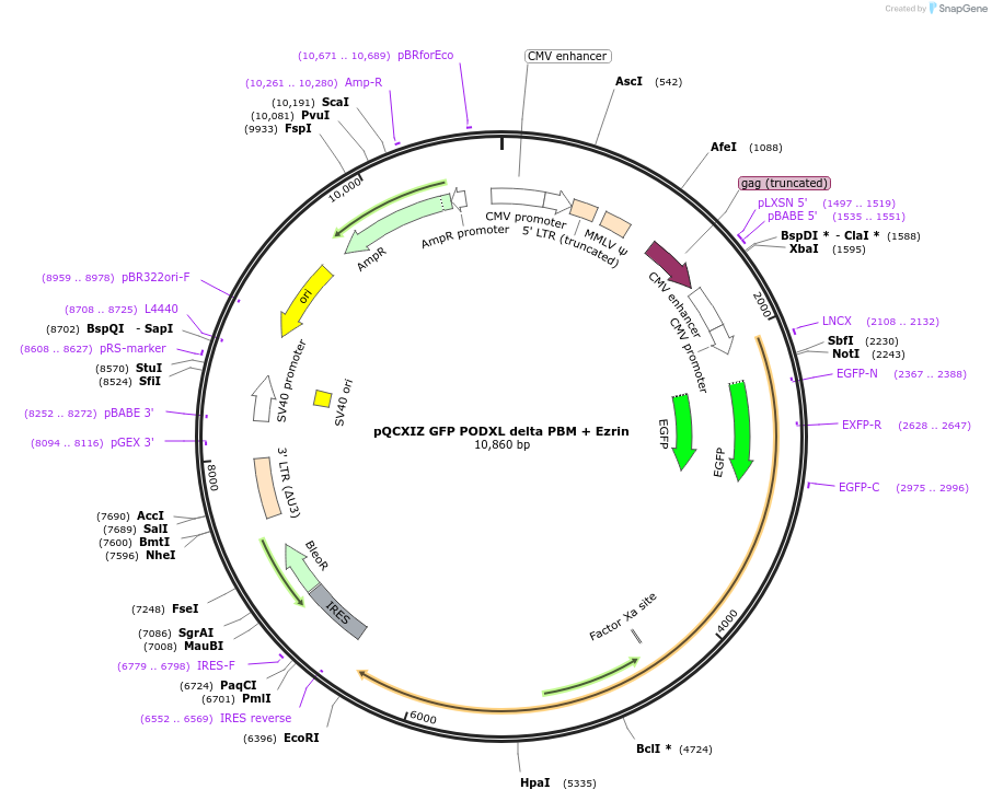 202418-plasmid-map-sequence-id-399099