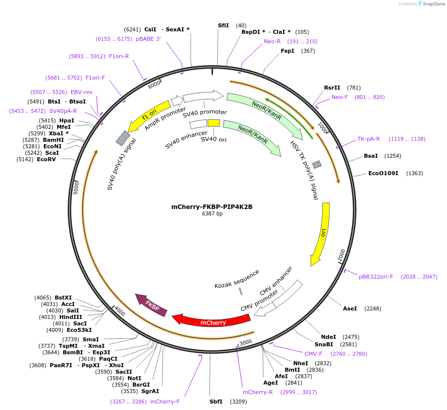 202734-plasmid-map-sequence-id-399137