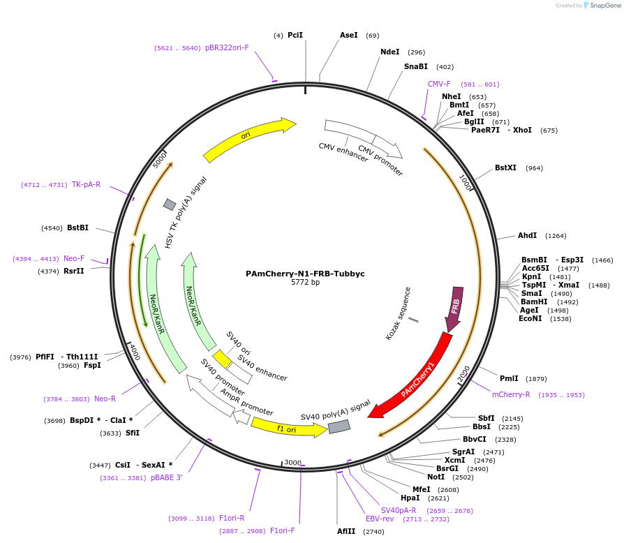 202678-plasmid-map-sequence-id-399138
