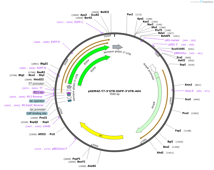 203348-plasmid-map-sequence-id-399143