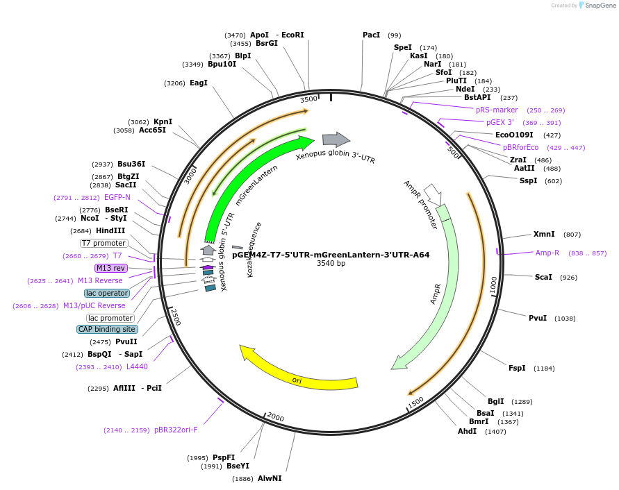 203349-plasmid-map-sequence-id-399147