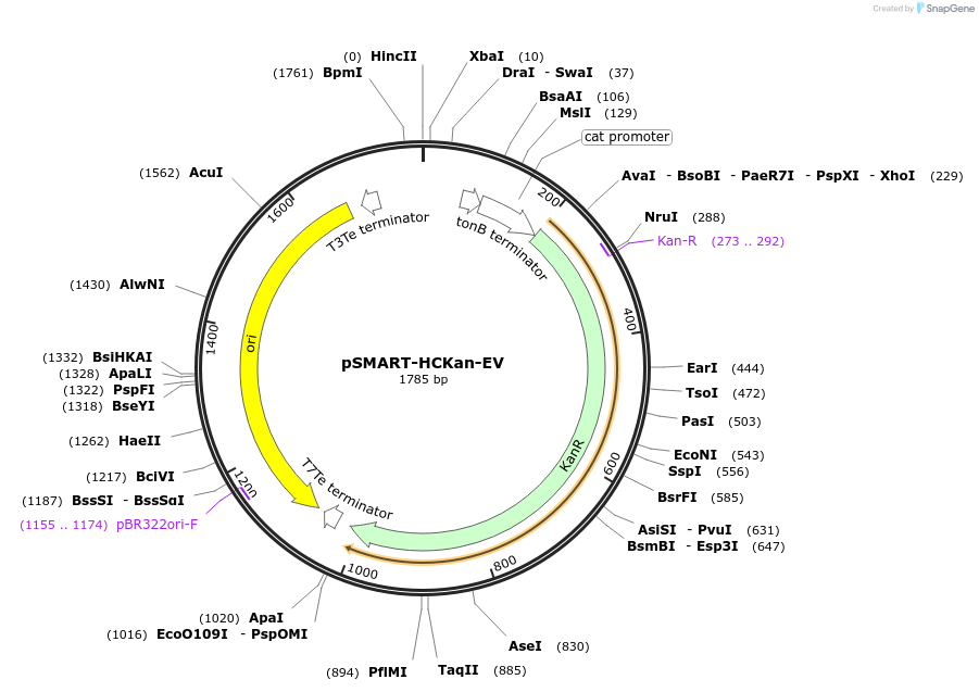 202466-plasmid-map-sequence-id-399165