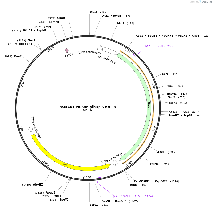 202478-plasmid-map-sequence-id-399170