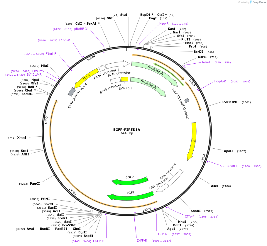 202720-plasmid-map-sequence-id-399173