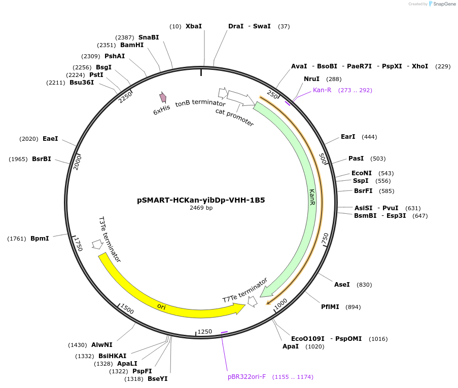 202472-plasmid-map-sequence-id-399176