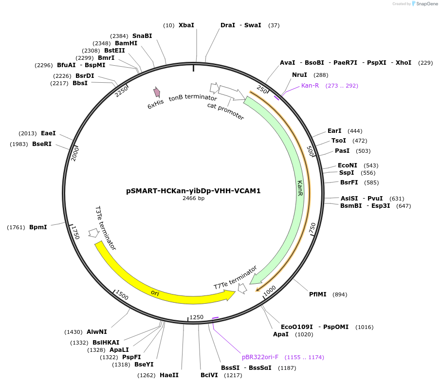 202471-plasmid-map-sequence-id-399182