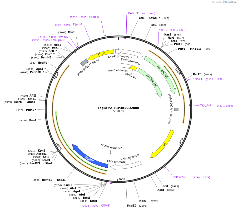 202731-plasmid-map-sequence-id-399220