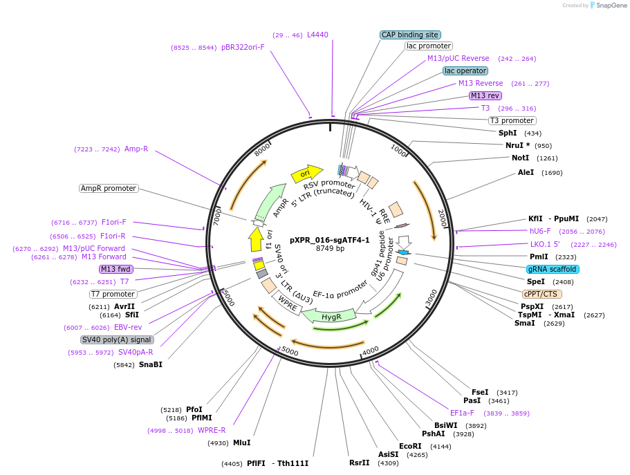 202455-plasmid-map-sequence-id-399221