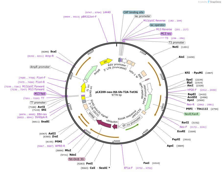 202436-plasmid-map-sequence-id-399227