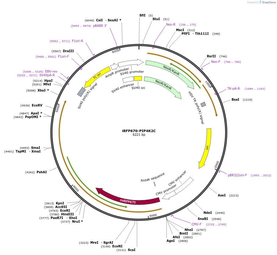 202750-plasmid-map-sequence-id-399275