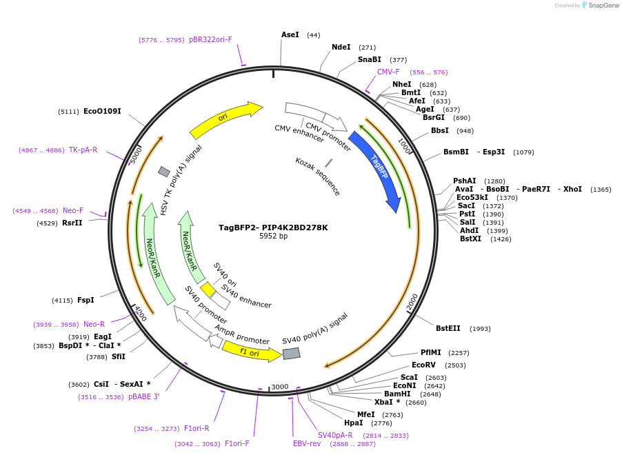 202729-plasmid-map-sequence-id-399276