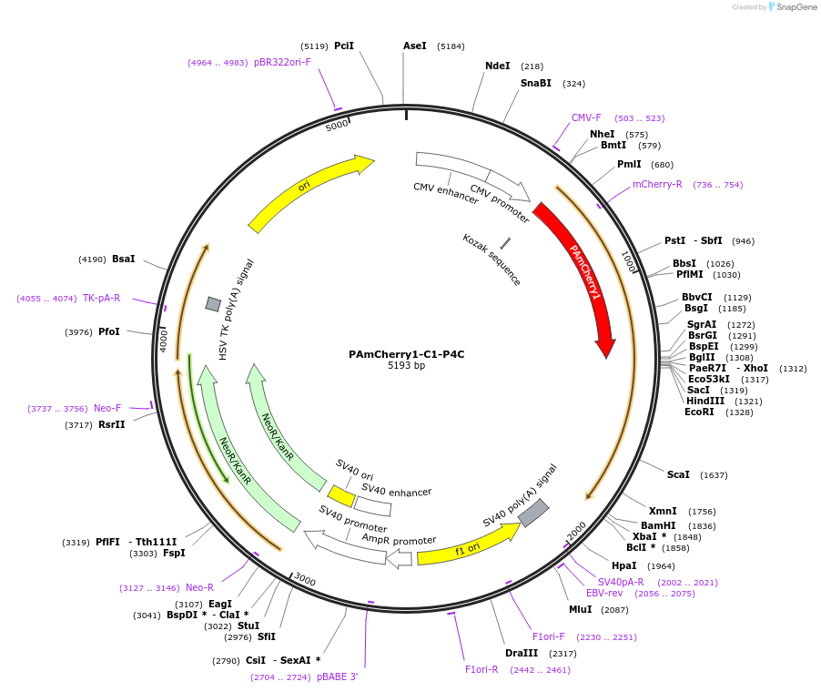 202680-plasmid-map-sequence-id-399277