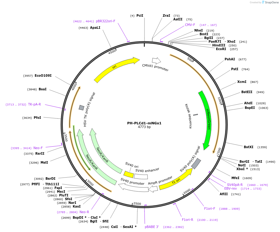 202751-plasmid-map-sequence-id-399278