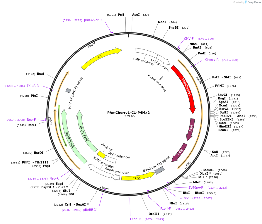 202681-plasmid-map-sequence-id-399281