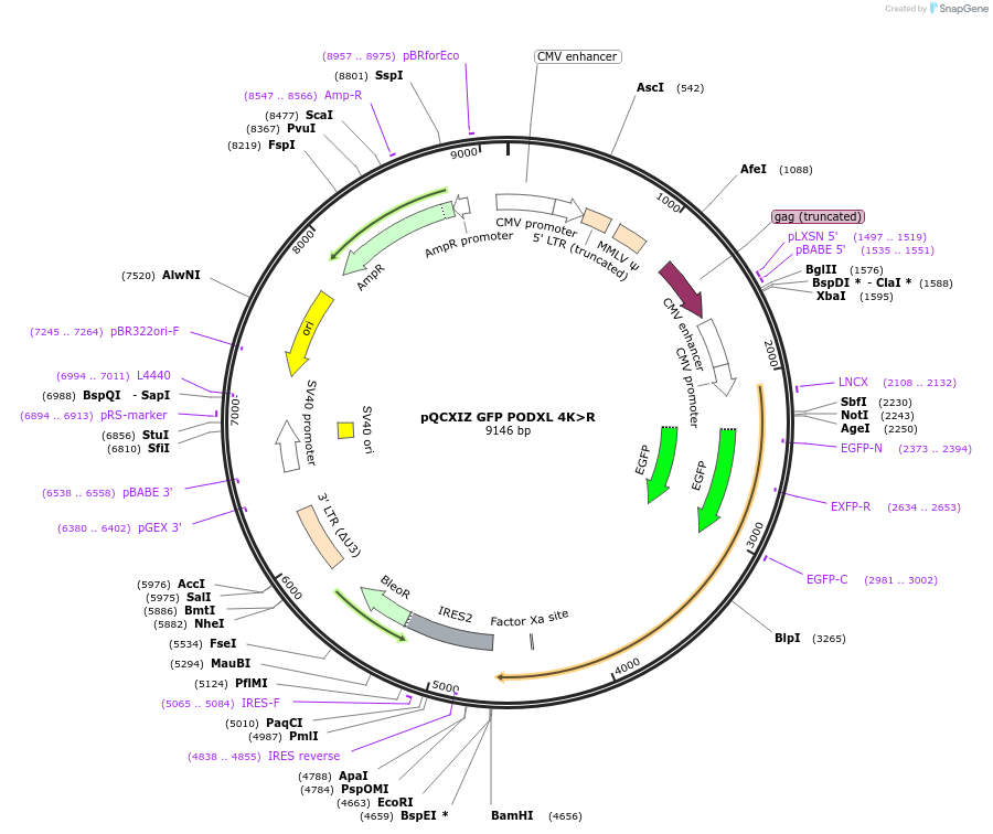 202420-plasmid-map-sequence-id-399284