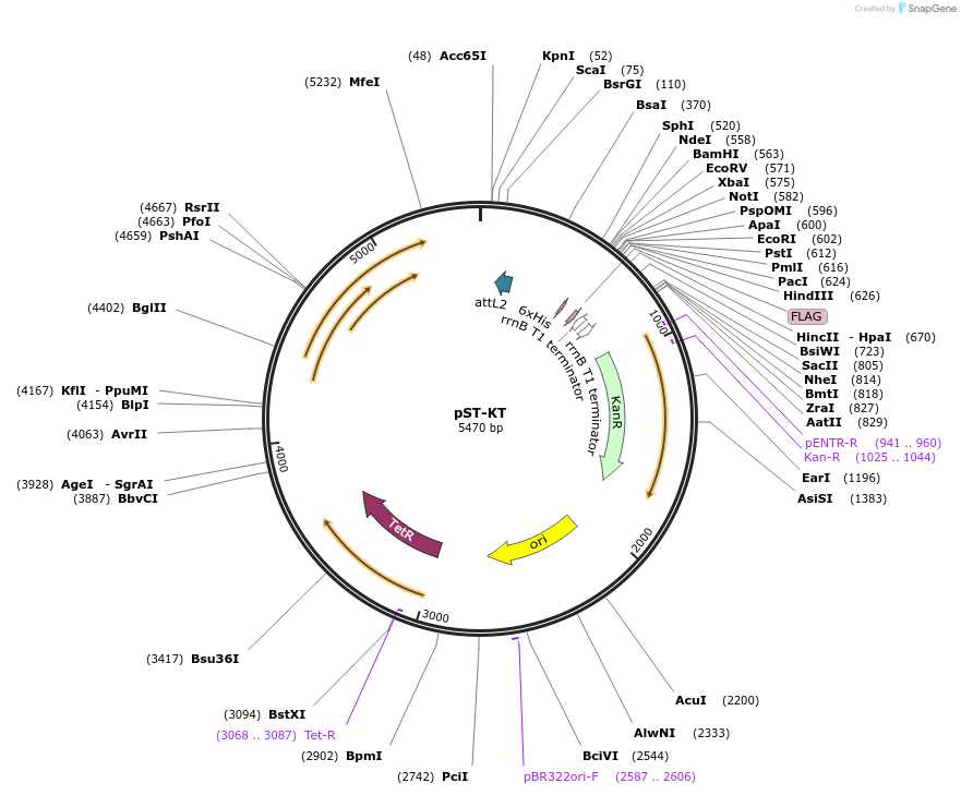 44561-plasmid-map-sequence-id-399289