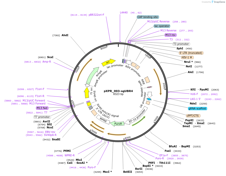 202442-plasmid-map-sequence-id-399301