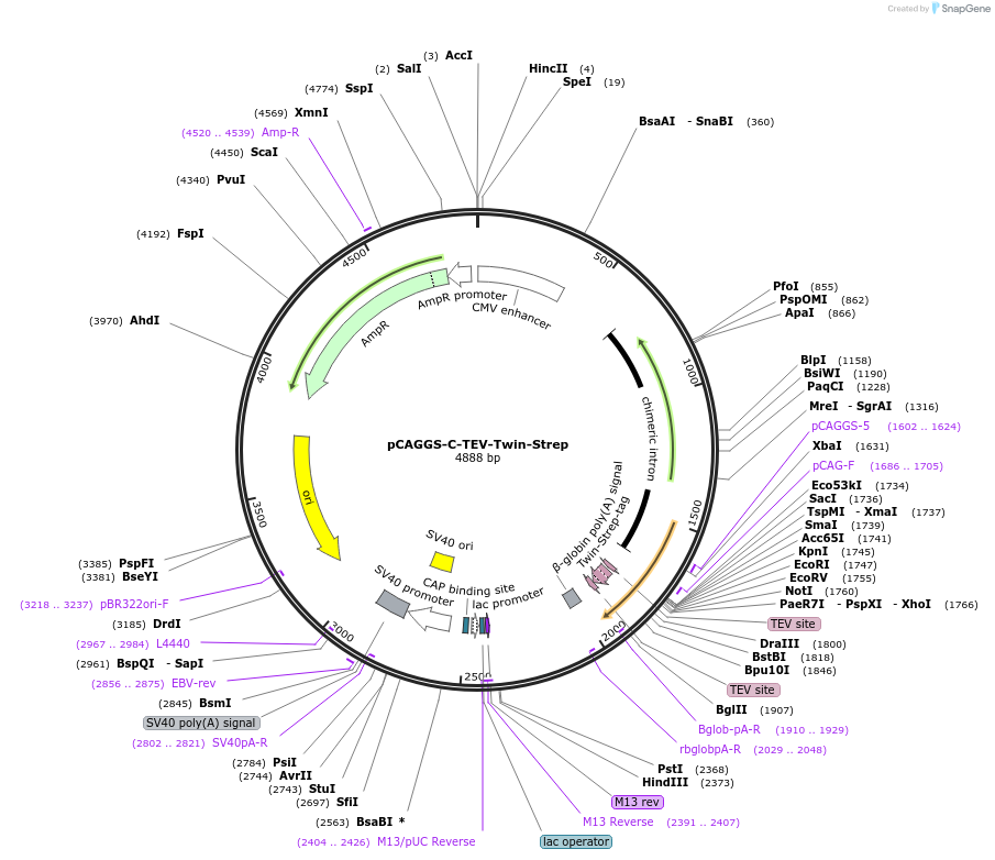 202527-plasmid-map-sequence-id-399423