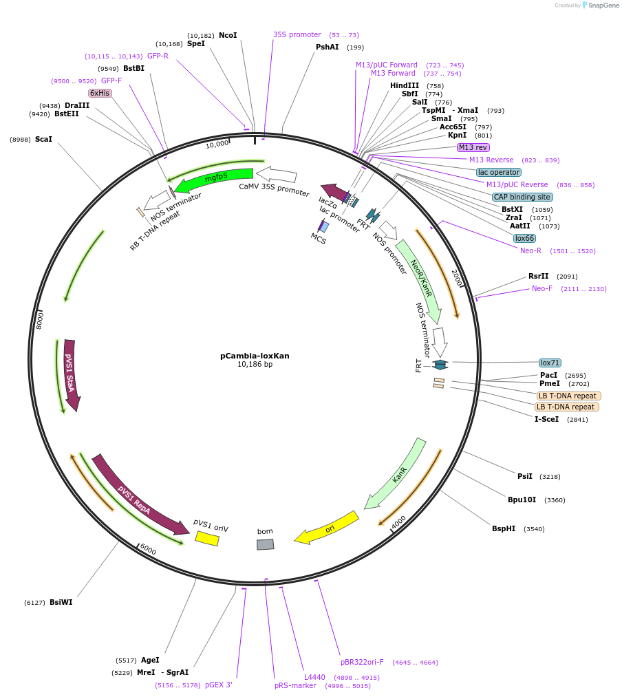 199590-plasmid-map-sequence-id-399425