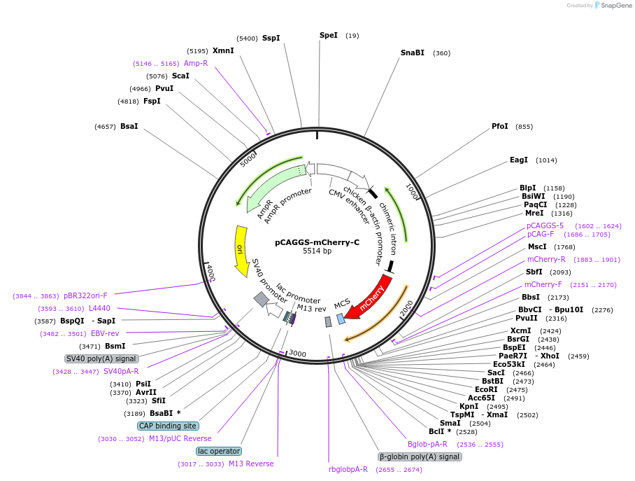 203326-plasmid-map-sequence-id-399430