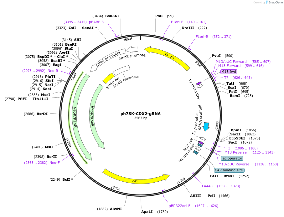 192513-plasmid-map-sequence-id-399466