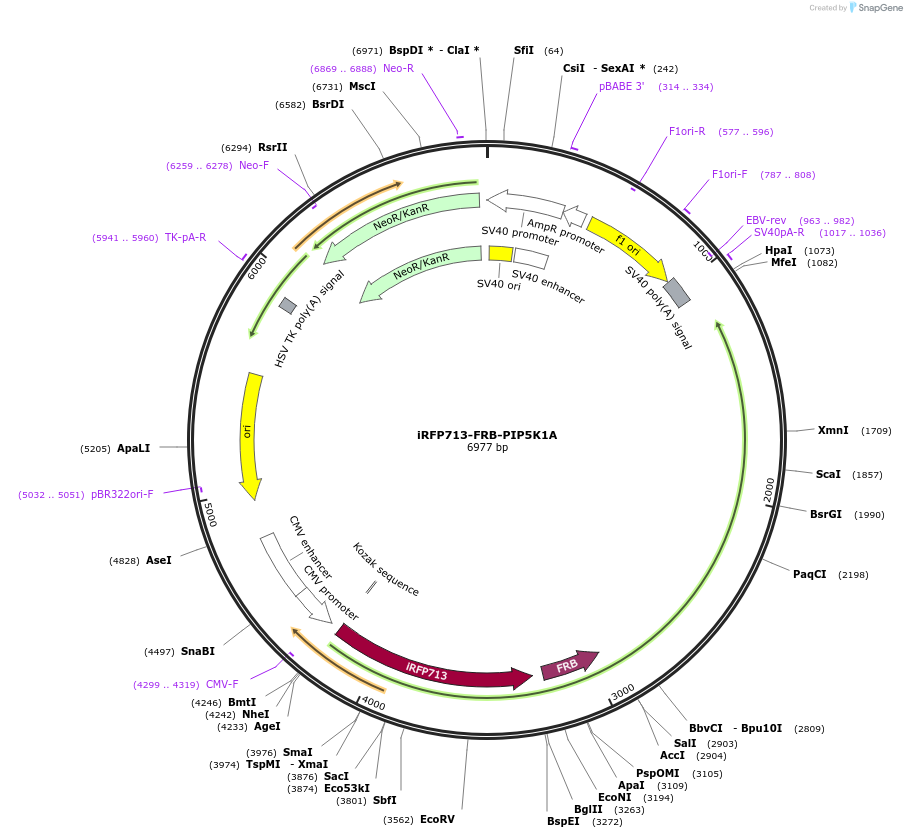 202743-plasmid-map-sequence-id-399471
