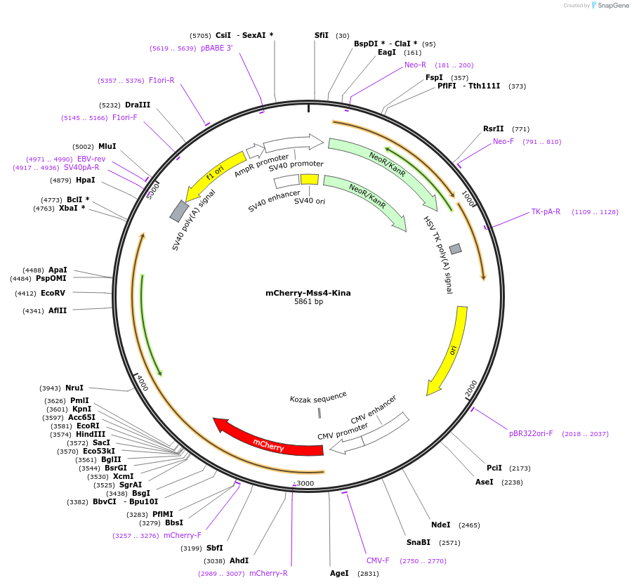 202739-plasmid-map-sequence-id-399477