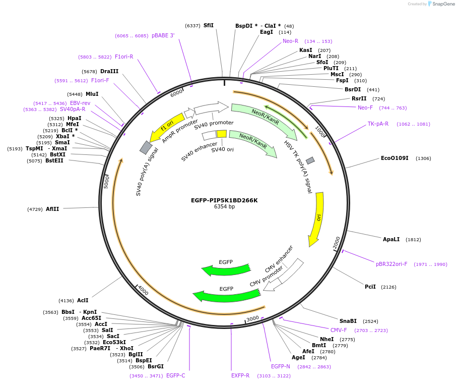 202723-plasmid-map-sequence-id-399478