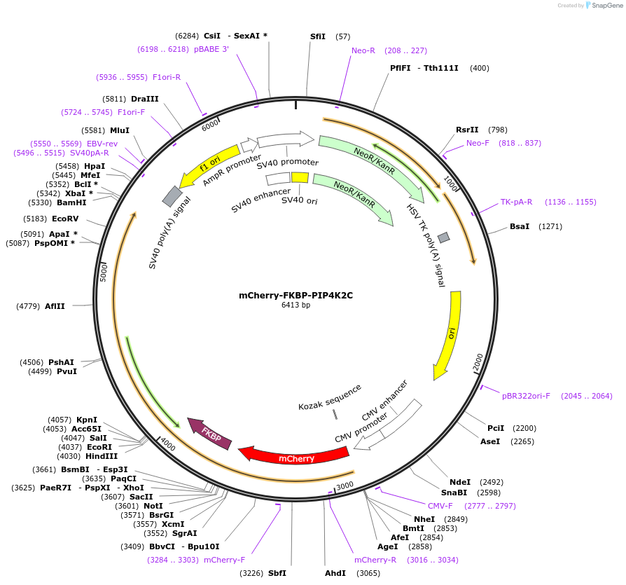 202736-plasmid-map-sequence-id-399521