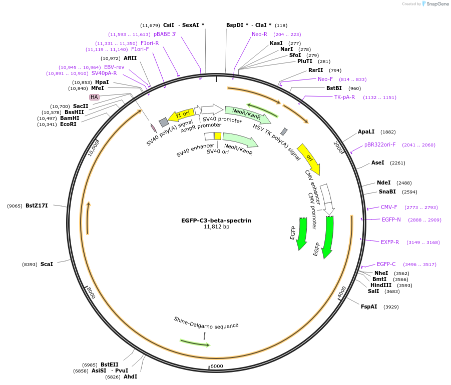 202685-plasmid-map-sequence-id-399522