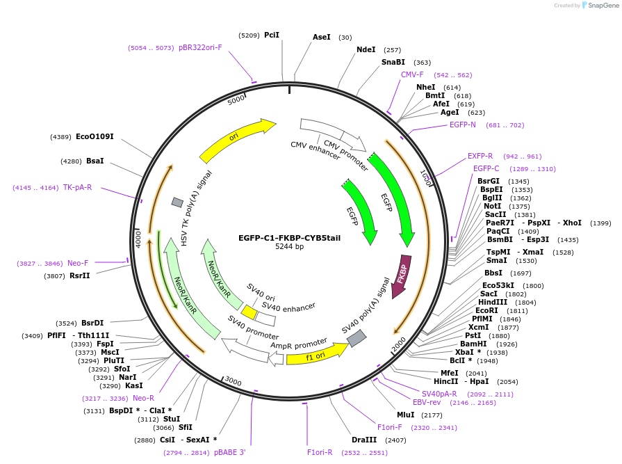 202686-plasmid-map-sequence-id-399524