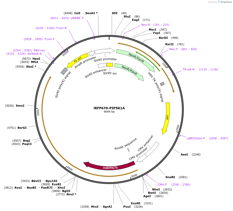 202749-plasmid-map-sequence-id-399526
