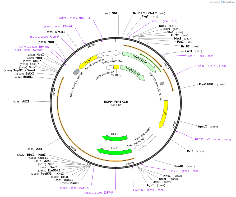 202722-plasmid-map-sequence-id-399531