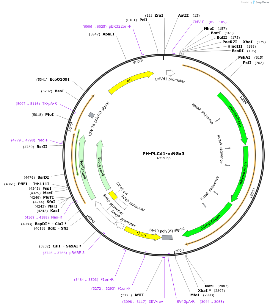 202753-plasmid-map-sequence-id-399534