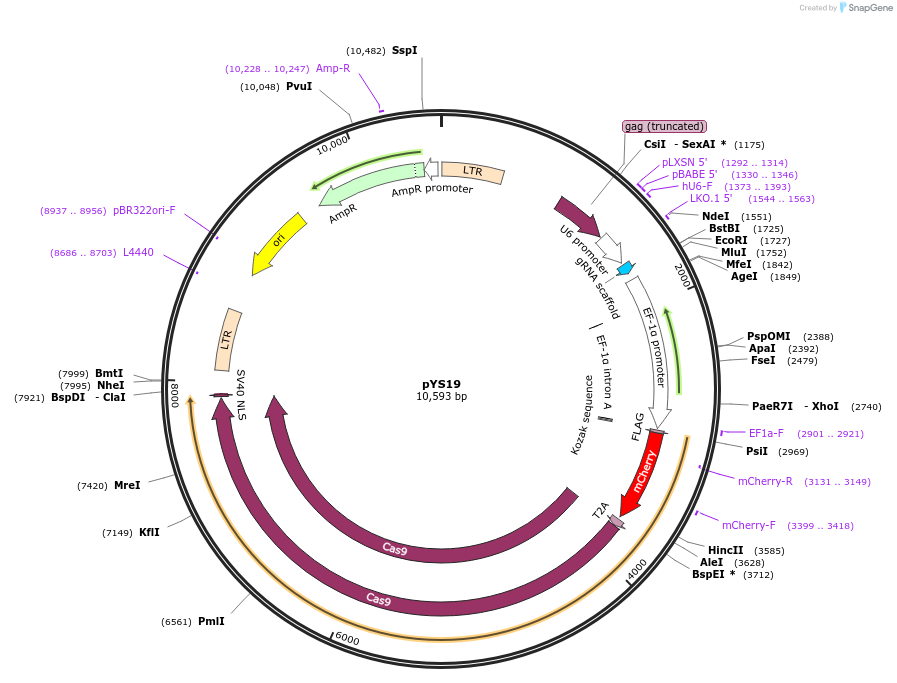 202084-plasmid-map-sequence-id-399551