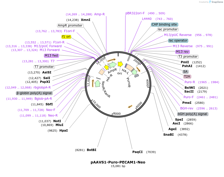 201054-plasmid-map-sequence-id-399595
