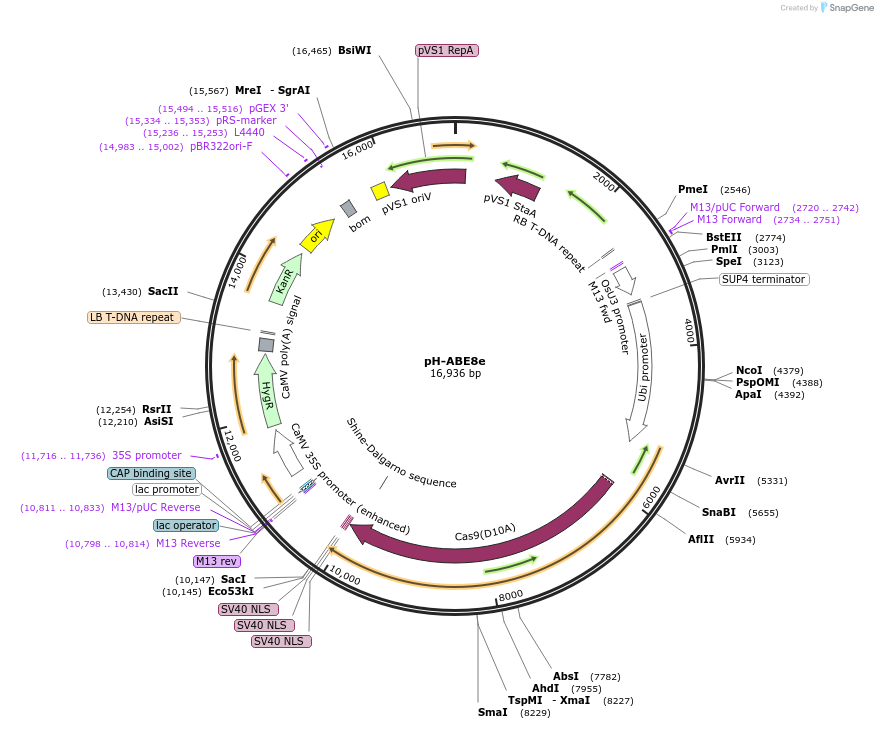 200774-plasmid-map-sequence-id-399597