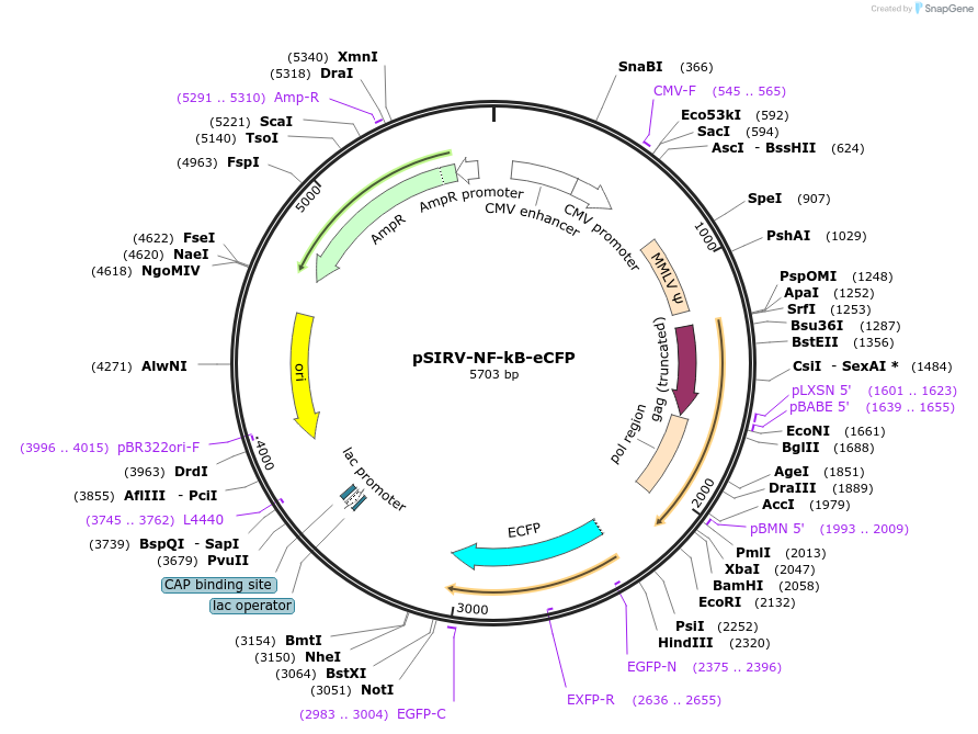 118094-plasmid-map-sequence-id-399622
