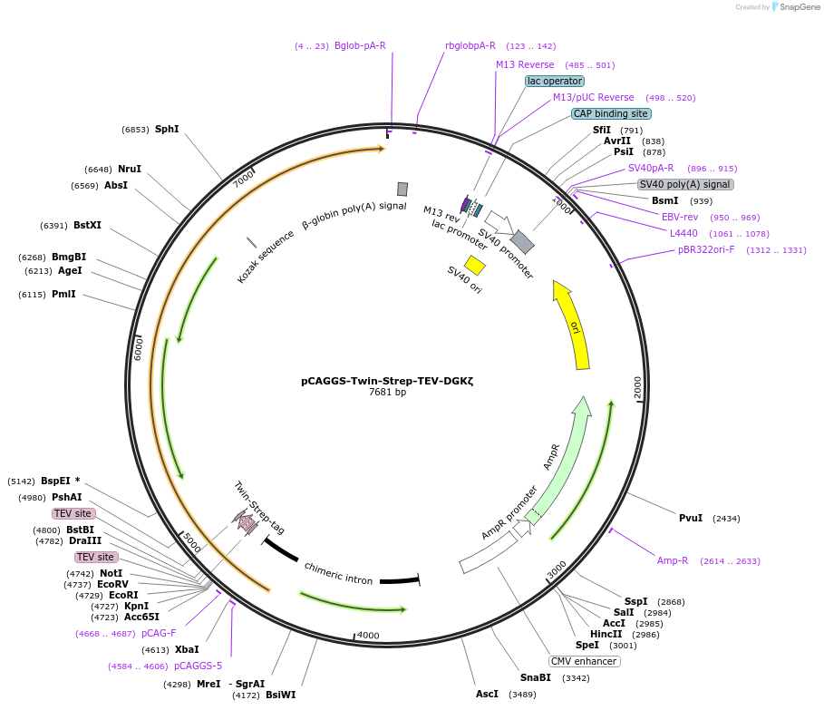 202531-plasmid-map-sequence-id-399624