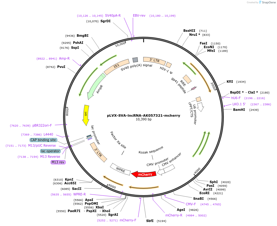 202813-plasmid-map-sequence-id-399651