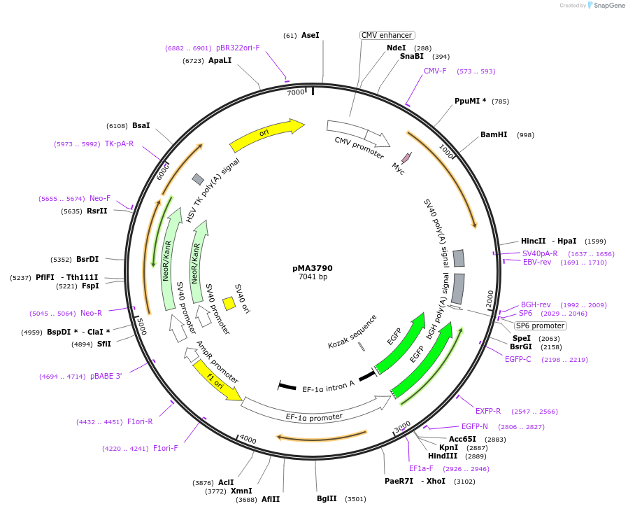 70110-plasmid-map-sequence-id-399654