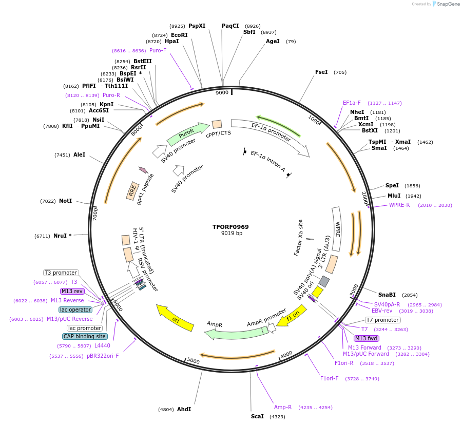141770-plasmid-map-sequence-id-399665