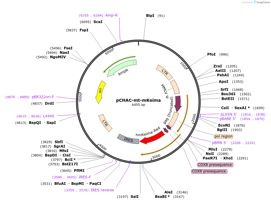 72342-plasmid-map-sequence-id-399768