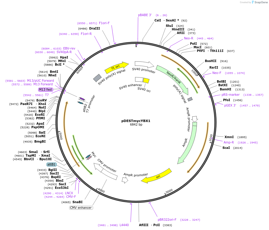19878-plasmid-map-sequence-id-399777